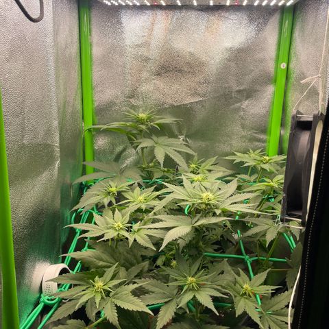 Honey Cream 40x40 growlog timeline photo