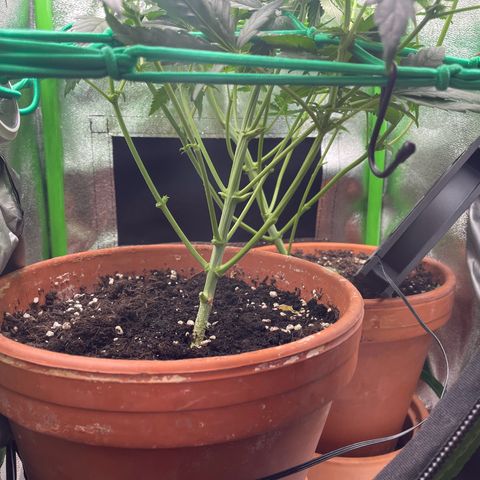 Honey Cream 40x40 growlog timeline photo