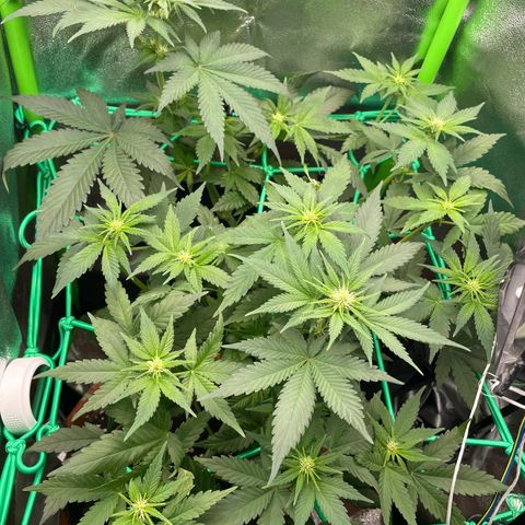 Honey Cream 40x40 growlog timeline photo