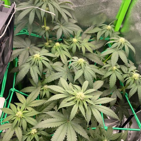 Honey Cream 40x40 growlog timeline photo
