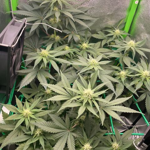 Honey Cream 40x40 growlog timeline photo