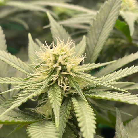 Honey Cream 40x40 growlog timeline photo