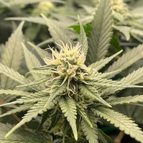 Honey Cream 40x40 growlog timeline photo