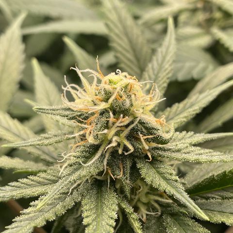 Honey Cream 40x40 growlog timeline photo