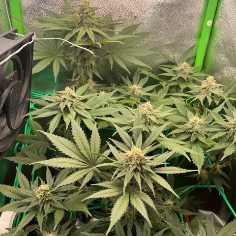 Honey Cream 40x40 growlog timeline photo