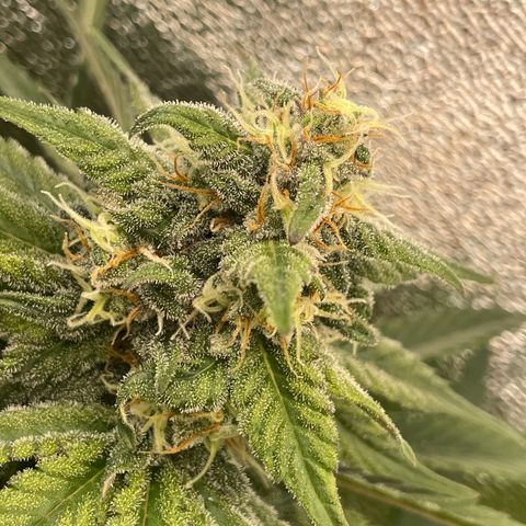 Honey Cream 40x40 growlog timeline photo