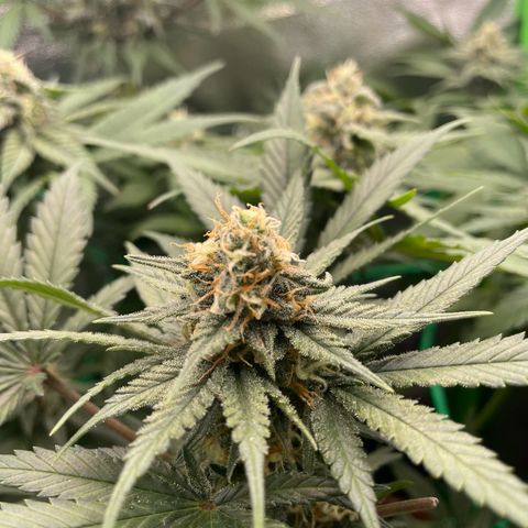 Honey Cream 40x40 growlog timeline photo