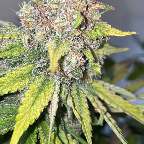 Honey Cream 40x40 growlog timeline photo