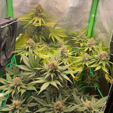 Honey Cream 40x40 growlog timeline photo