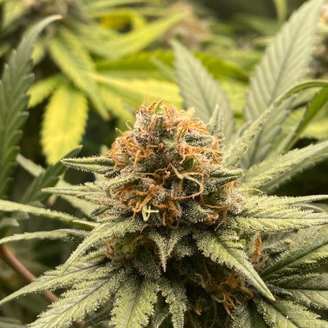 Honey Cream 40x40 growlog timeline photo