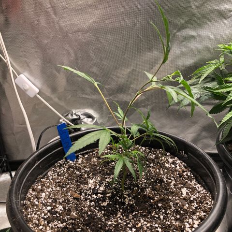 Northern Thunderfuck  growlog photo: Transplant day!