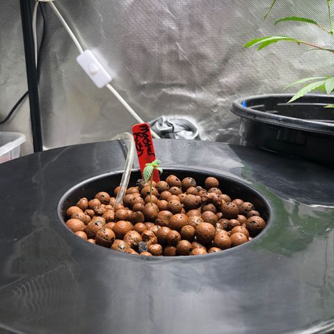 Master Kush #1 growlog timeline photo