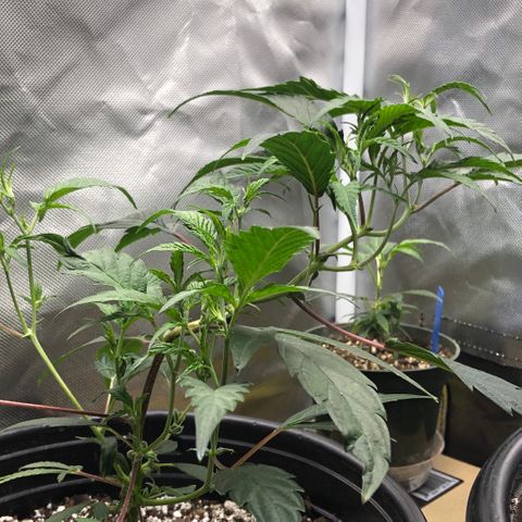 Northern Thunderfuck  growlog timeline photo