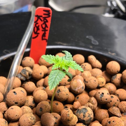 Master Kush #1 growlog timeline photo