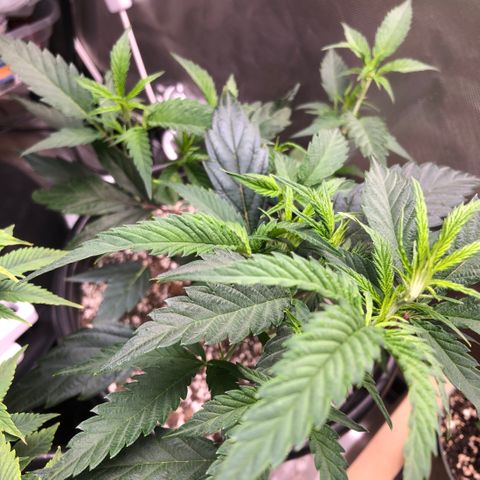 Northern Thunderfuck  growlog timeline photo