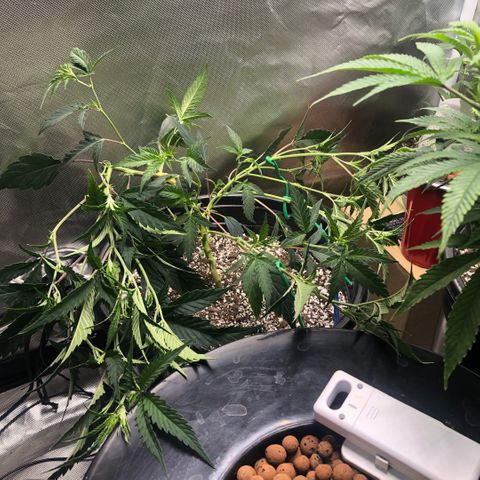 Northern Thunderfuck  growlog photo: Just after LST