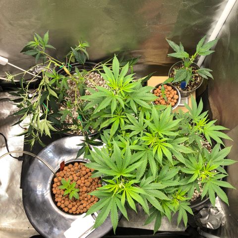 Master Kush #1 growlog timeline photo