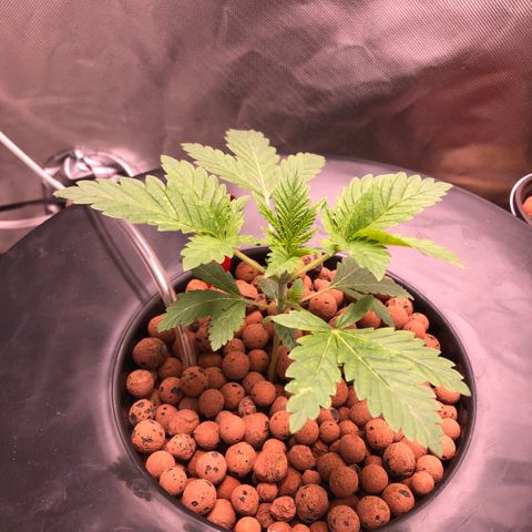 Master Kush #1 growlog timeline photo