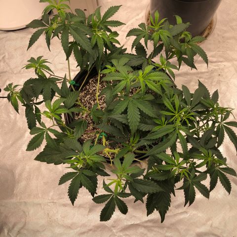 Northern Thunderfuck  growlog timeline photo
