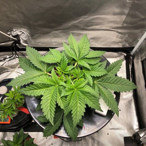 Master Kush #1 growlog timeline photo