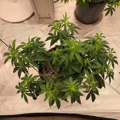 Northern Thunderfuck  growlog timeline photo