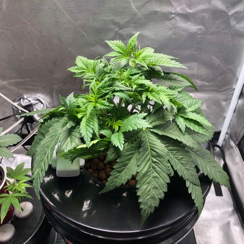 Master Kush #1 growlog timeline photo