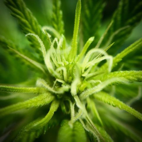 Northern Thunderfuck  growlog timeline photo