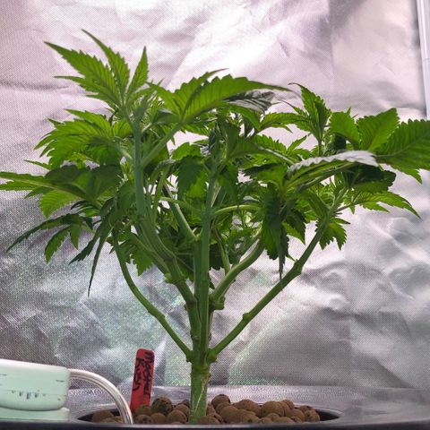 Master Kush #1 growlog timeline photo