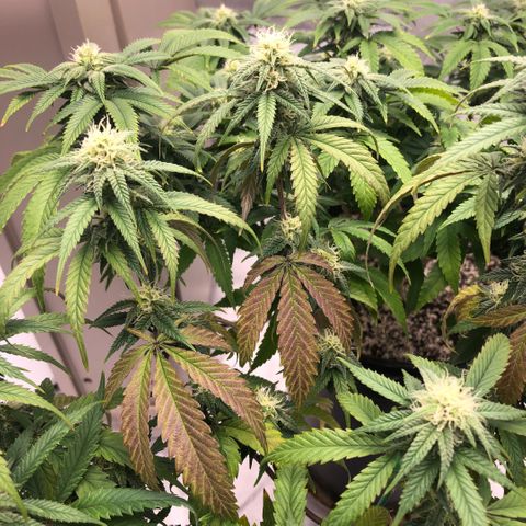 Northern Thunderfuck  growlog photo: Day 28 in the flower tent. Purpling of leaves
