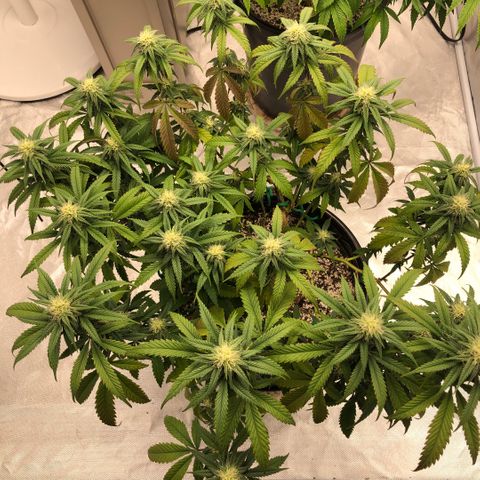 Northern Thunderfuck  growlog photo: Day 28 in the flower tent. Purpling of leaves