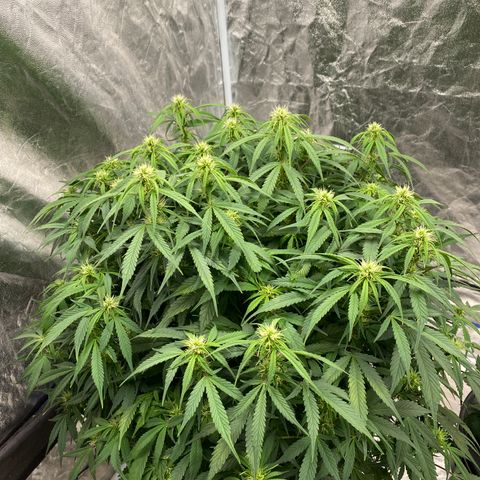 White Widow - AF growlog timeline photo
