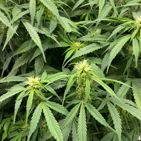 White Widow - AF growlog timeline photo