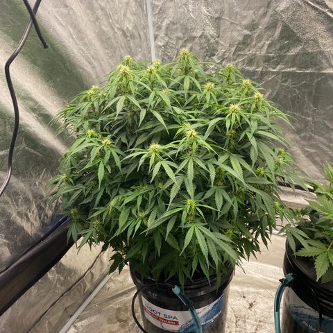 White Widow - AF growlog timeline photo