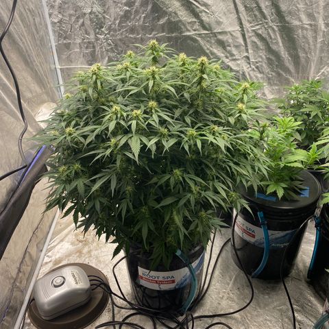 White Widow - AF growlog timeline photo