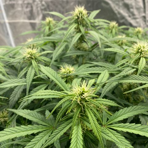 White Widow - AF growlog timeline photo