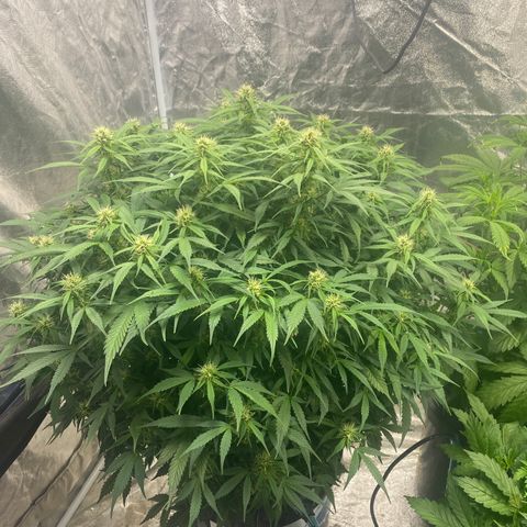 White Widow - AF growlog timeline photo