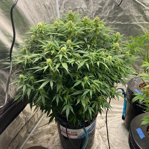 White Widow - AF growlog timeline photo