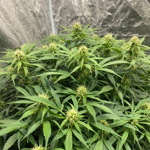 White Widow - AF growlog timeline photo