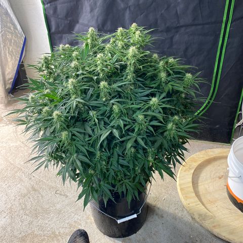 White Widow - AF growlog timeline photo