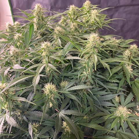 White Widow - AF growlog timeline photo