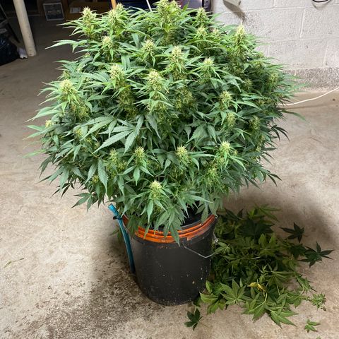 White Widow - AF growlog timeline photo