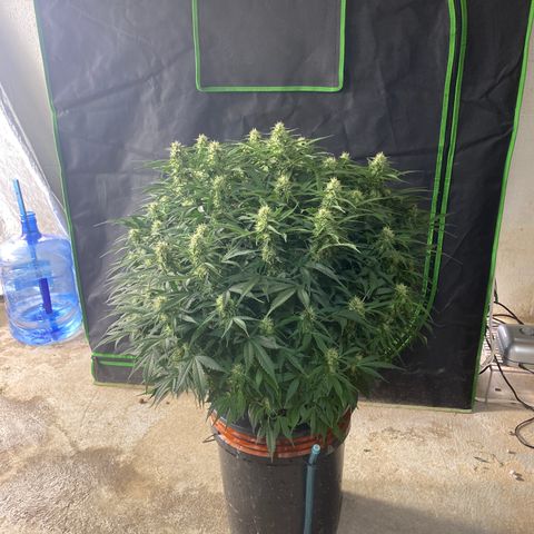 White Widow - AF growlog timeline photo