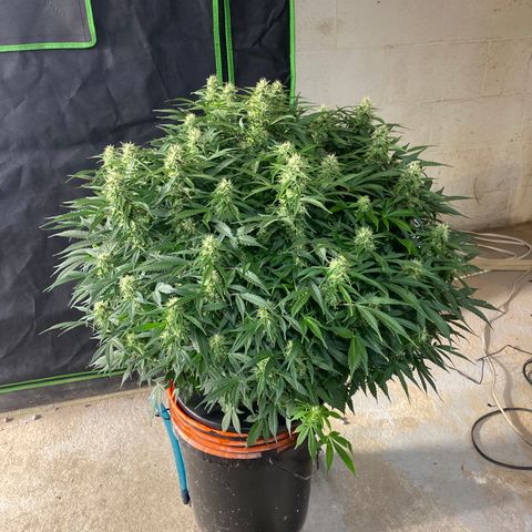 White Widow - AF growlog timeline photo