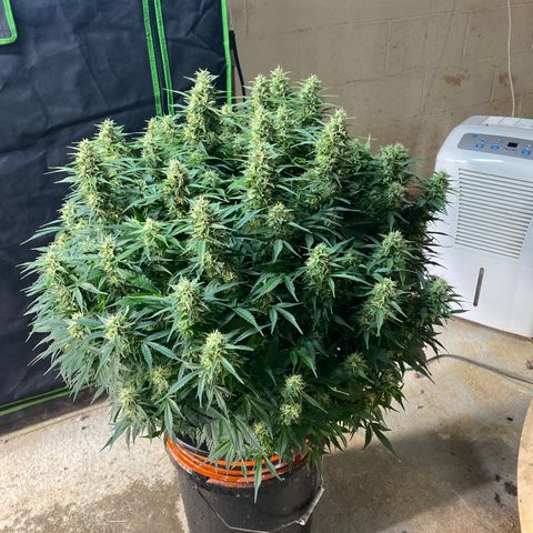 White Widow - AF growlog timeline photo