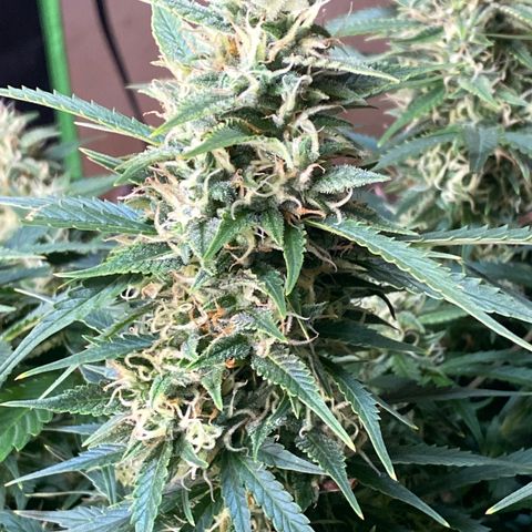 White Widow - AF growlog timeline photo