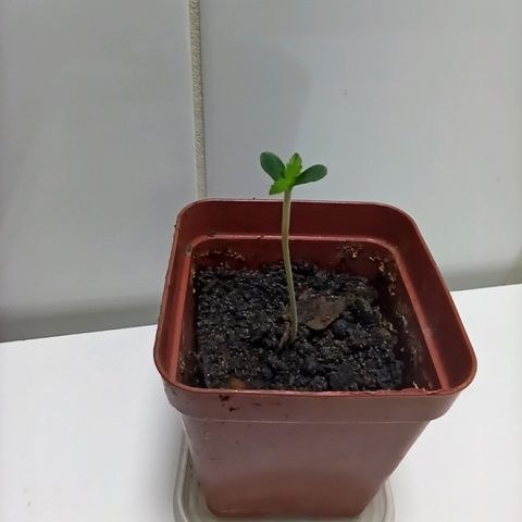 MassSuperSkunk growlog photo: DIA 3