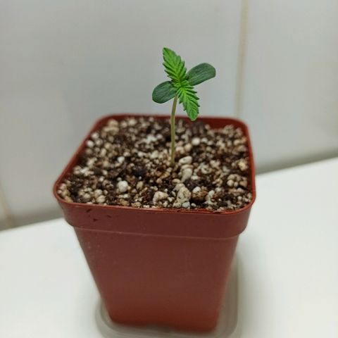 MassSuperSkunk growlog photo: Dia 4