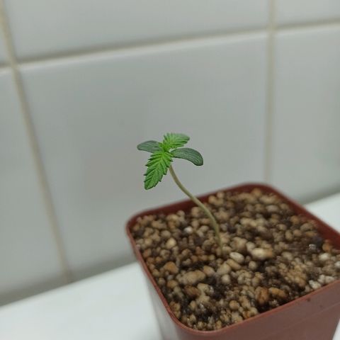 MassSuperSkunk growlog photo: Dia 5