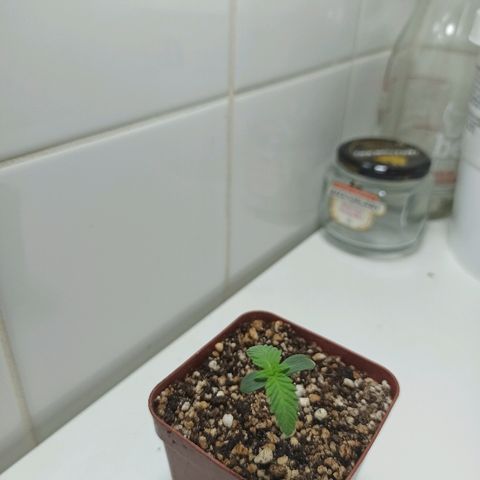 MassSuperSkunk growlog photo: Dia 6