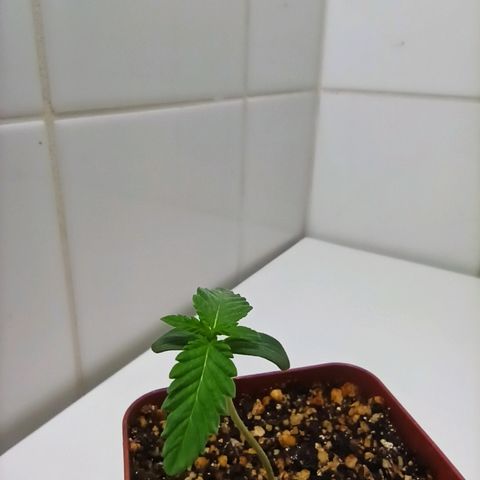 MassSuperSkunk growlog photo: Dia 7